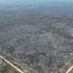 Dino homologa parcialmente plano anti-incêndios na Amazônia e Pantanal