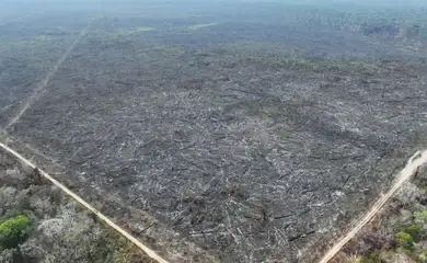 Dino homologa parcialmente plano anti-incêndios na Amazônia e Pantanal