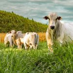 ILPF: a revolução verde que une lavoura, pecuária e floresta