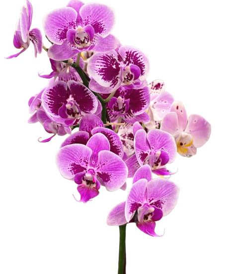 As 7 Flores Mais Lindas Para Decorar Sua Sala e Cozinha