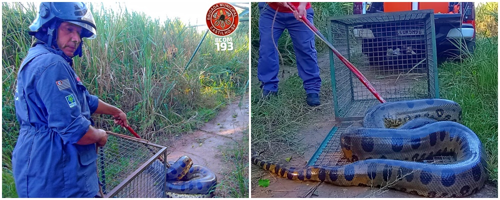SUCURI CASTILHO de 5 metros é capturada após matar bezerro em 19 de abril de 2025. Cobra foi solta em área de preservação. Veja como foi a operação dos bombeiros.