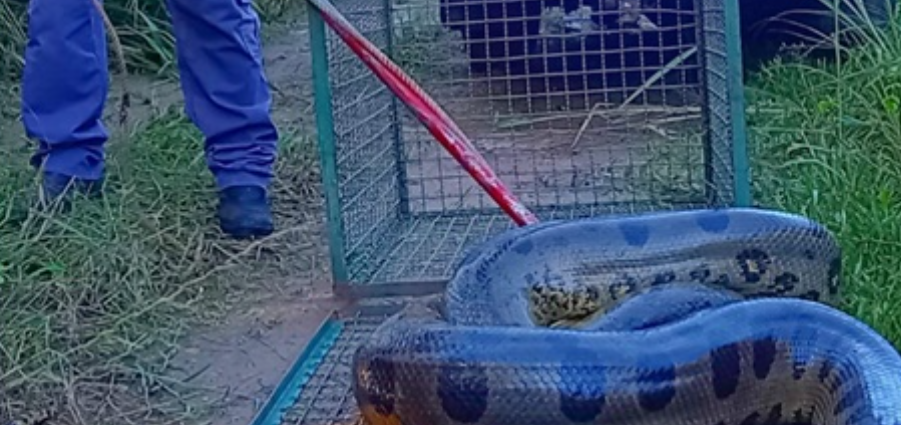 Cobra Sucuri de mais de 5 metros é capturada pelo Bombeiro na zona rural de Castilho – Sucuri Castilho