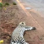 Dois filhotes de jaguatirica  m0rreram atropelados em rodovias na região de Água Clara-MS