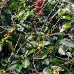 Safra dos Cafés do Brasil estimada para ano-cafeeiro de 2025 totaliza volume físico equivalente a 55,67 milhões de sacas