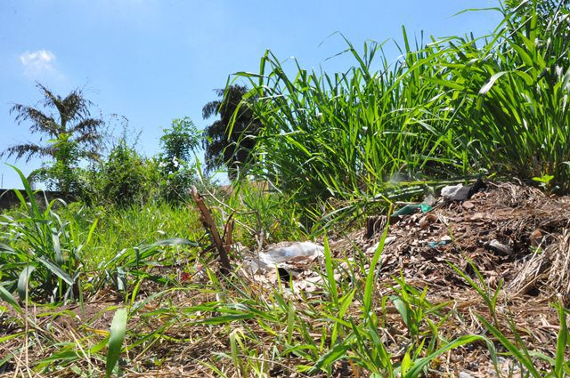 Autuados por falta de limpeza de terrenos podem solicitar o cancelamento da multa Autuados por falta de limpeza de terrenos podem solicitar o cancelamento da multa
