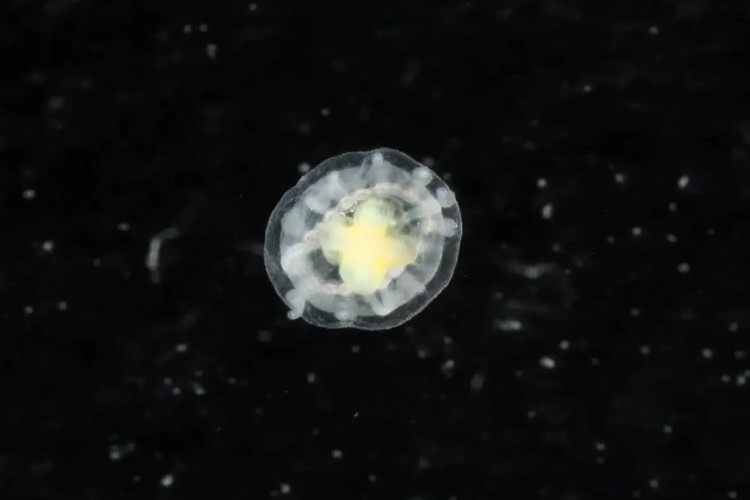Turritopsis dohrnii uma especie de agua viva originaria da regiao do Meditarraneo